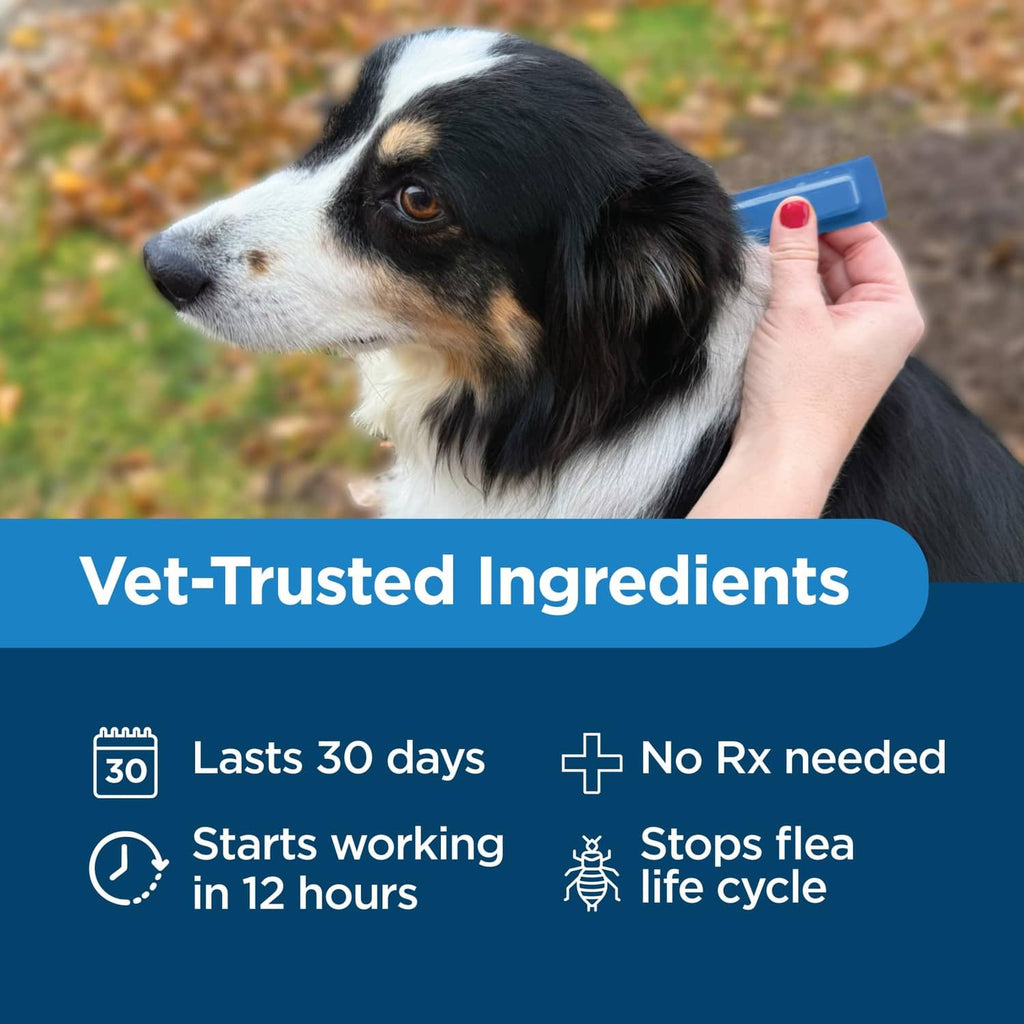 Dog being given a topical flea and tick treatment with a dispenser applicator