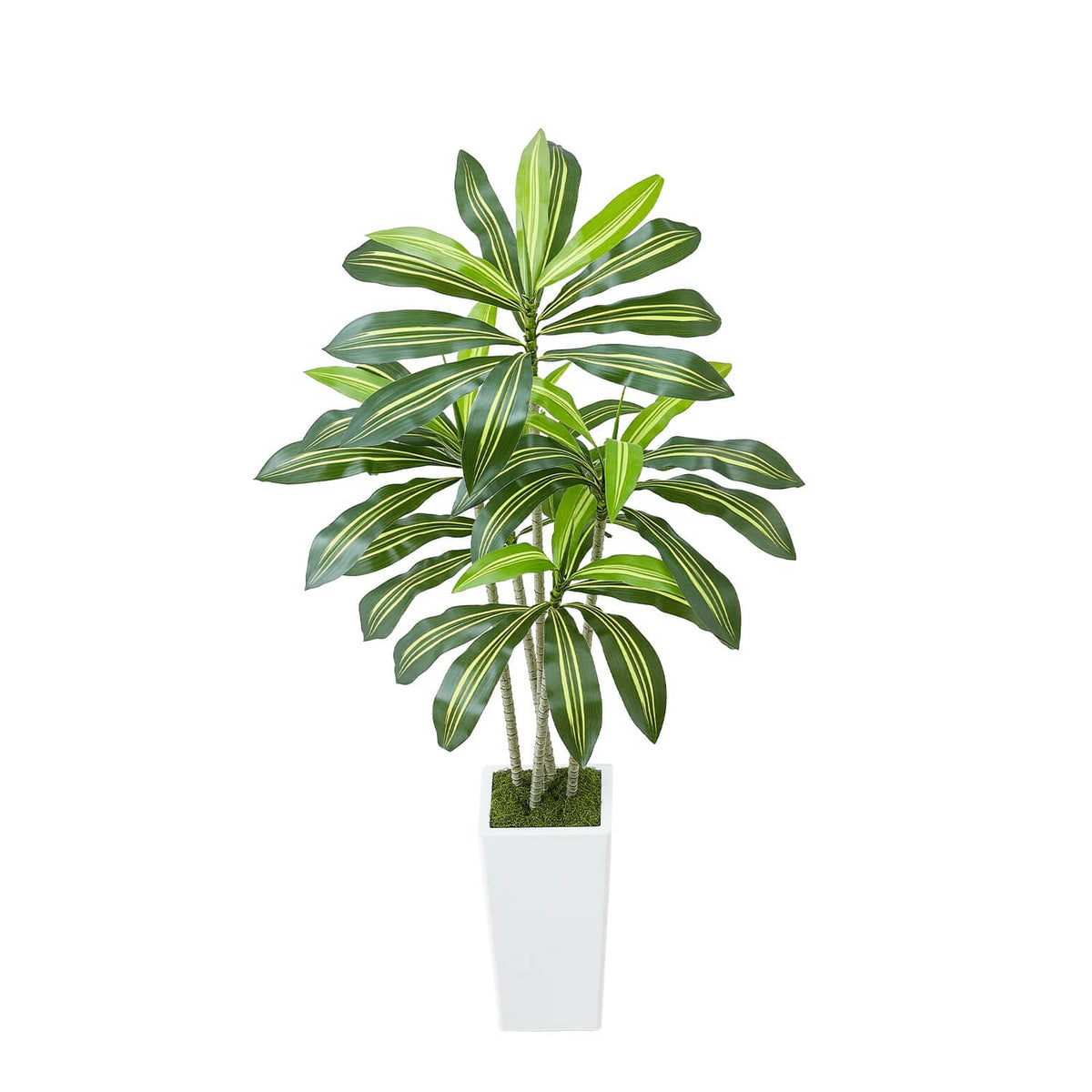 Faux dracaena tree with green leaves and faux moss in a white rectangular pot