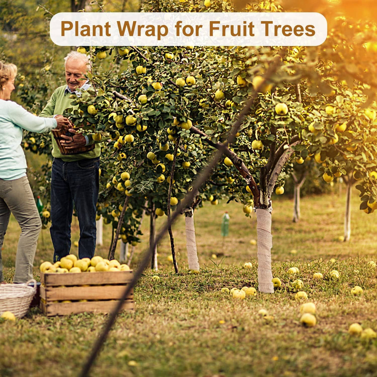 Burlap plant wrap around a fruit tree trunk, rolled woven winter cover