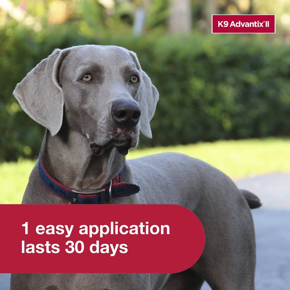 Gray dog portrait with flea and tick treatment ad: easy application lasts 30 days