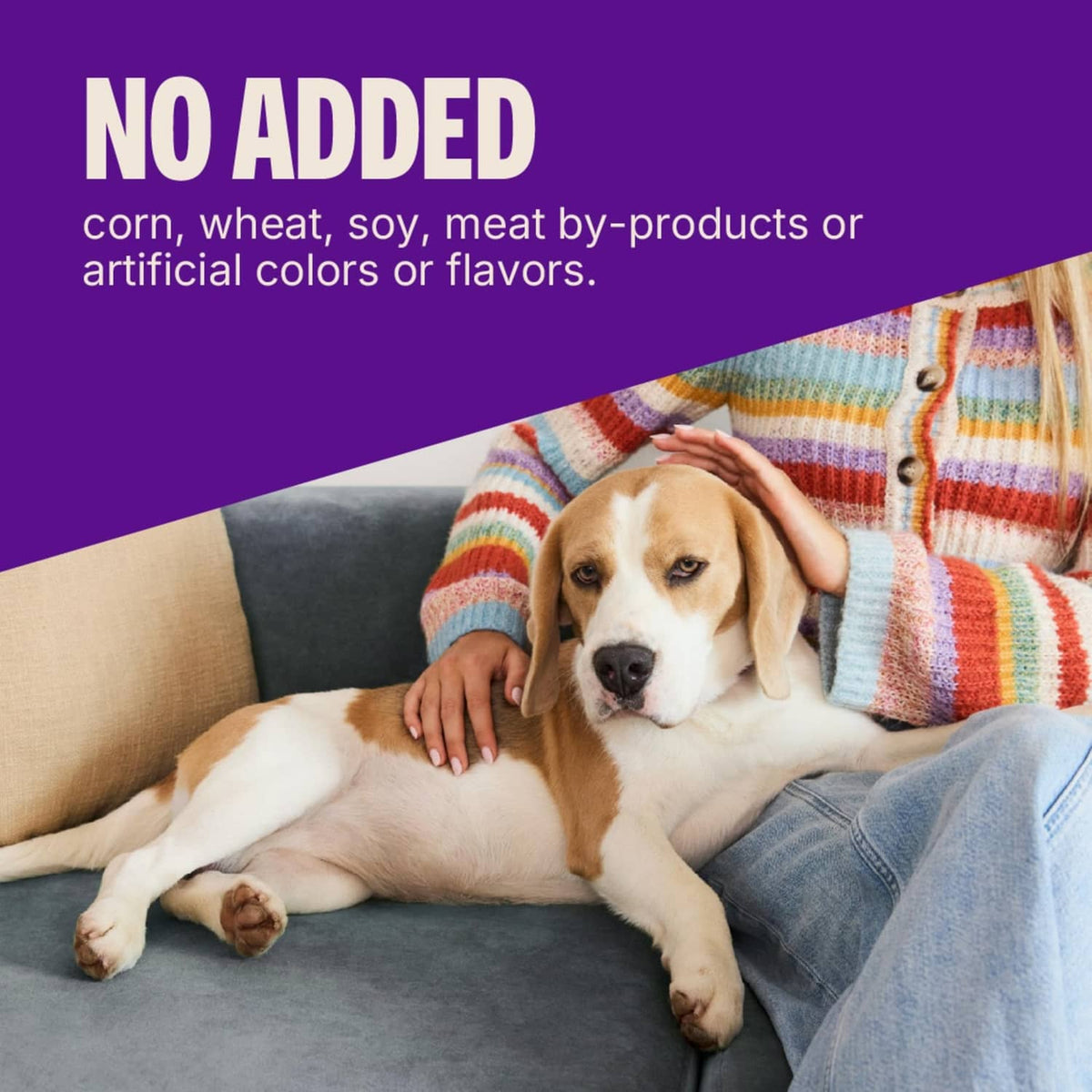 Tan and white dog lying on couch while a person holds a treat