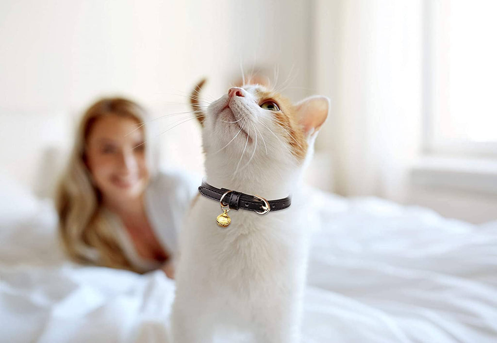 White cat wearing a dark leather collar with a gold bell