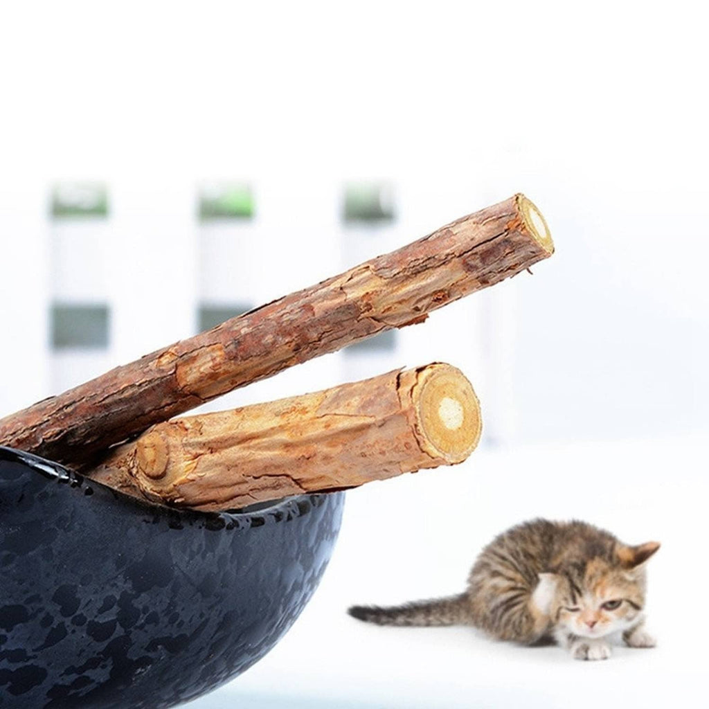 Natural wooden chew sticks resting in bowl with kitten nearby