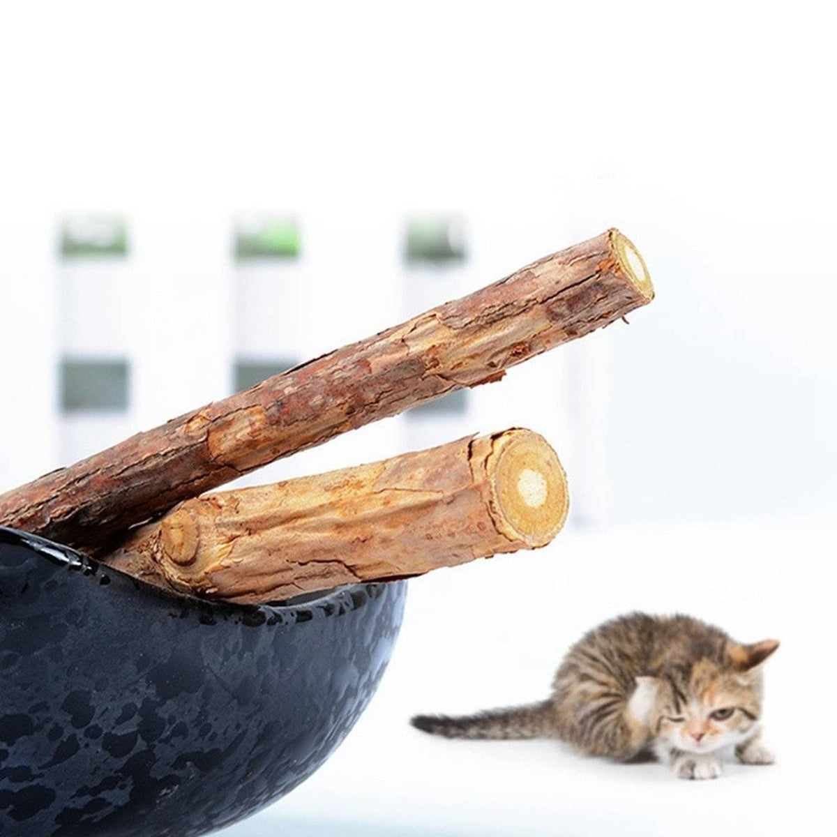 Natural wooden chew sticks resting in bowl with kitten nearby