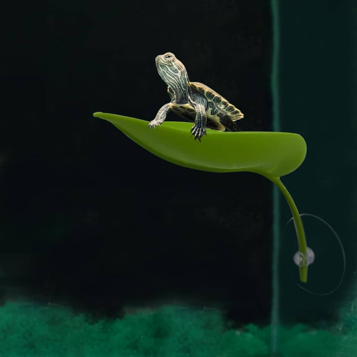 Green leaf basking platform with suction; small turtle perched on leaf underwater