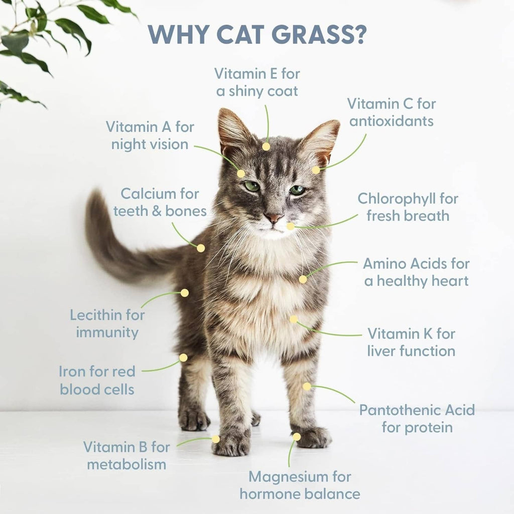 Cat grass kit with a gray cat and nutrient benefit label graphic