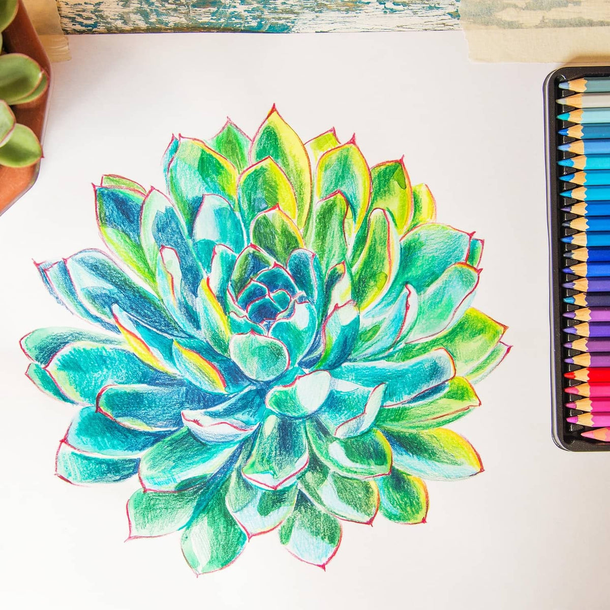 Watercolor pencil succulent drawing, with colored pencil tips at the side