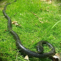 Black rubber toy snake with lifelike scales and curled body on grass