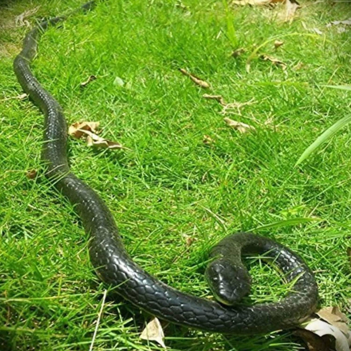 Black rubber toy snake with lifelike scales and curled body on grass