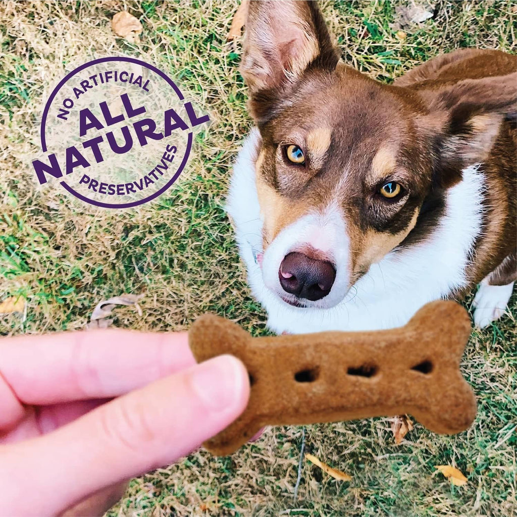 Dog holding a p’nuttier-style bone dog treat outdoors