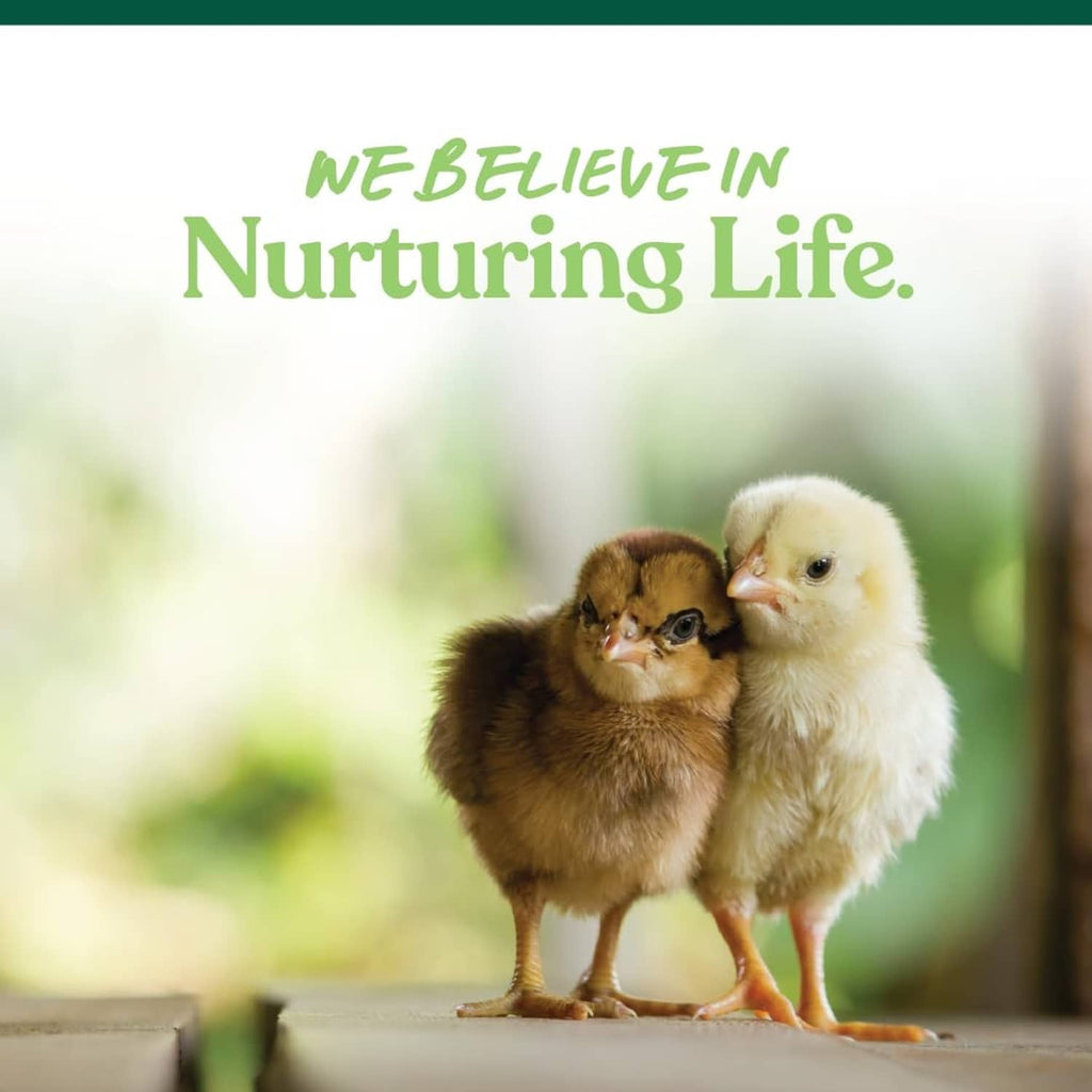 Nurturing Life branding with three chicks standing together on a surface
