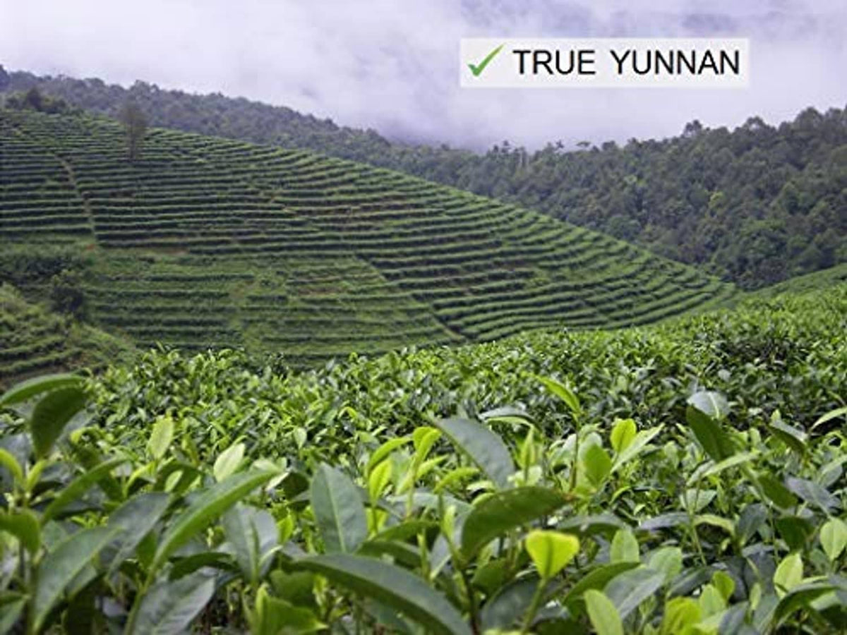 Tea plantation hillside with neat rows of tea bushes