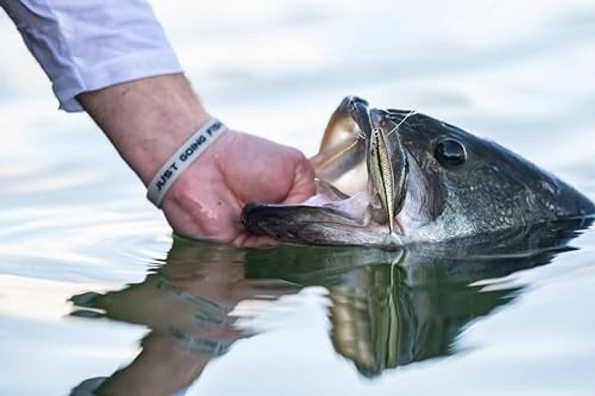 Soft plastic minnow lure with hook in fish mouth, held above water