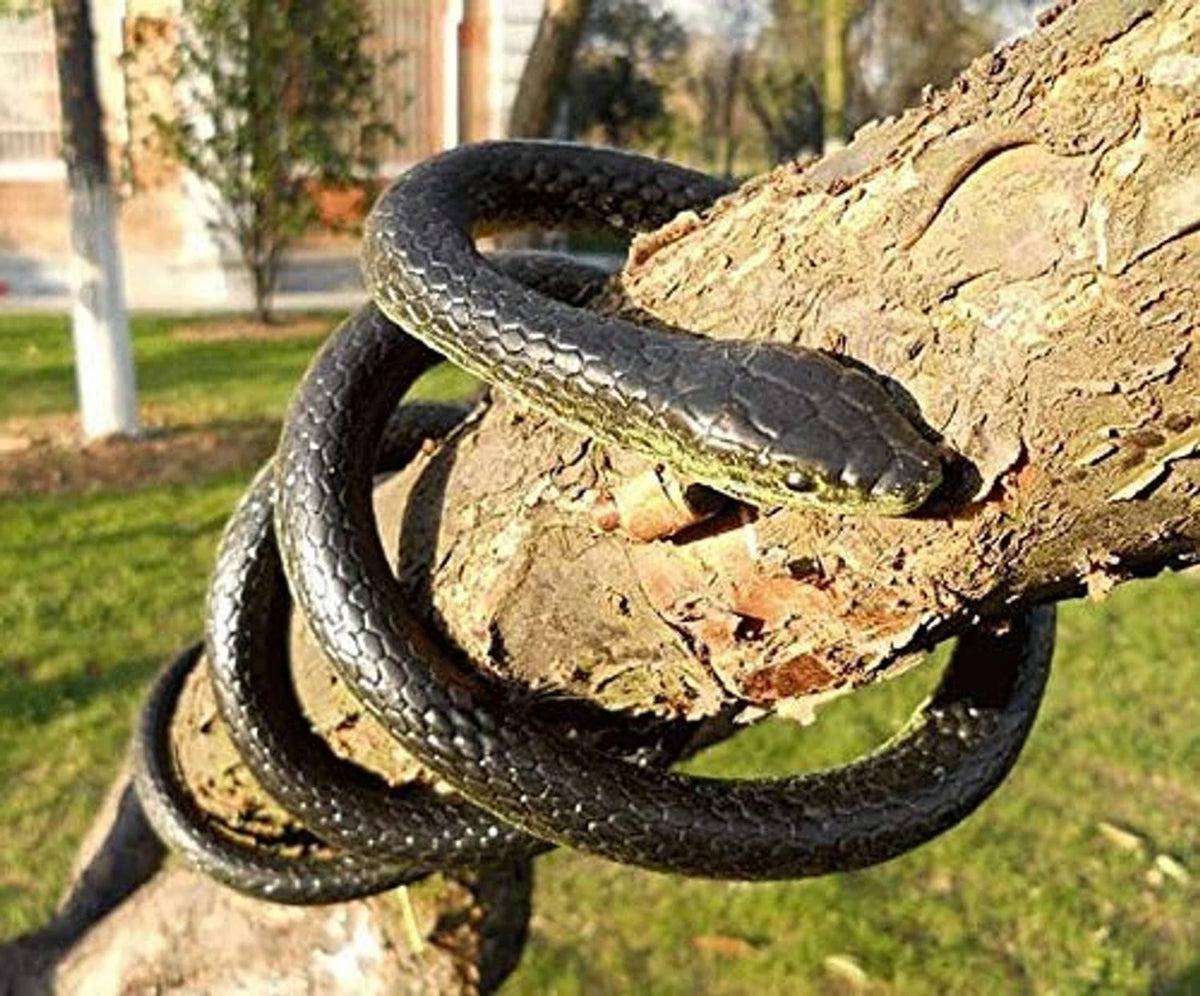 Black rubber toy snake on a tree branch, coiled around bark
