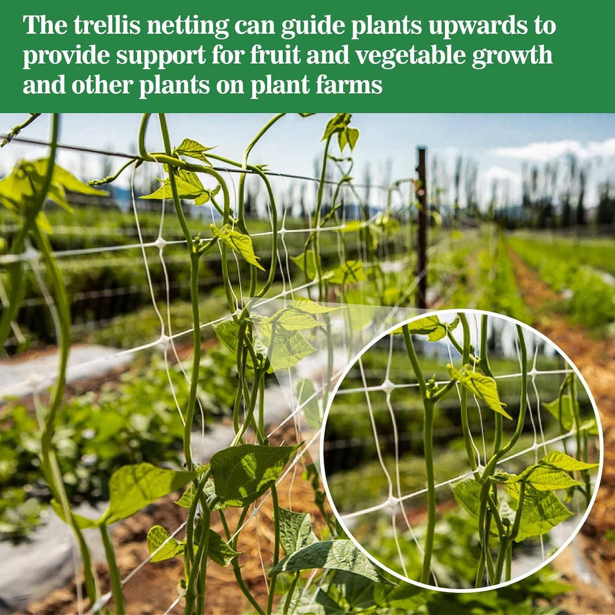 Climbing trellis netting guiding green vines upward, with close-up inset of mesh.