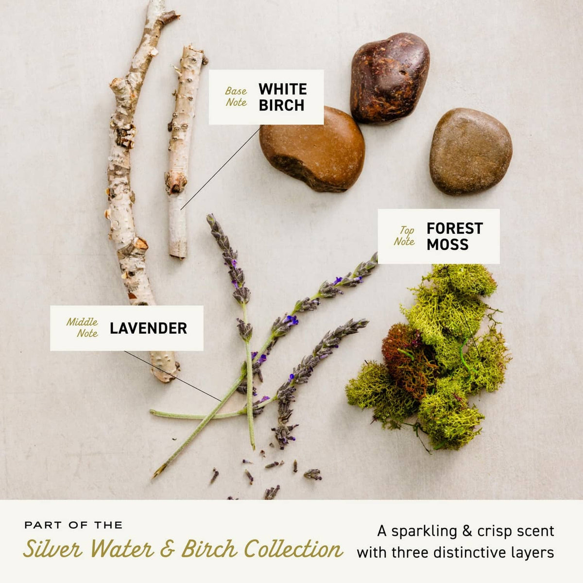 Scent note diagram for Silver Water & Birch: lavender, white birch, forest moss