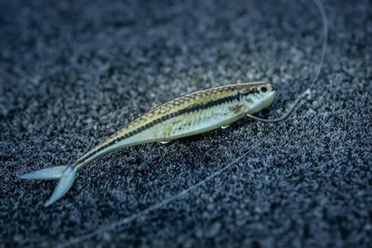 Silver shiner soft minnow fishing lure, realistic scales and twin tail details