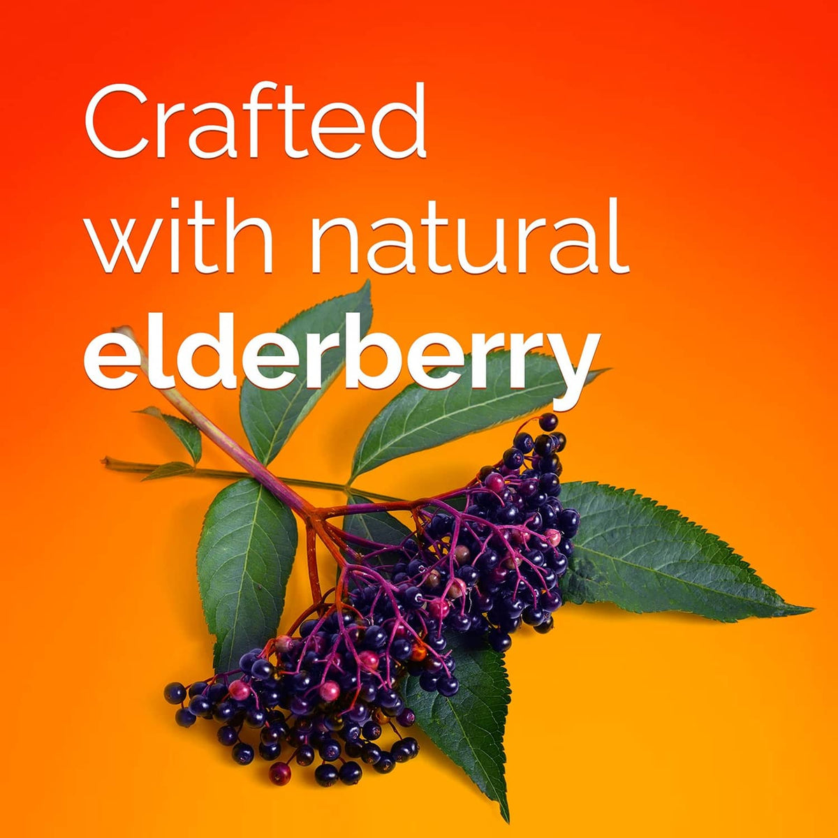 Elderberry berry cluster with green leaves on an orange promotional background
