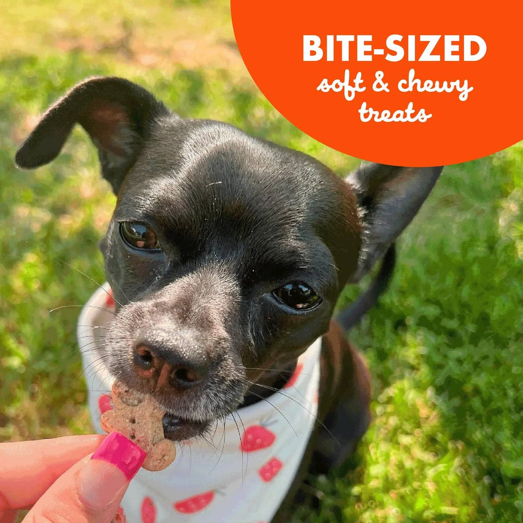 Small black dog sniffing a bite-sized Buddy biscuit treat in a hand