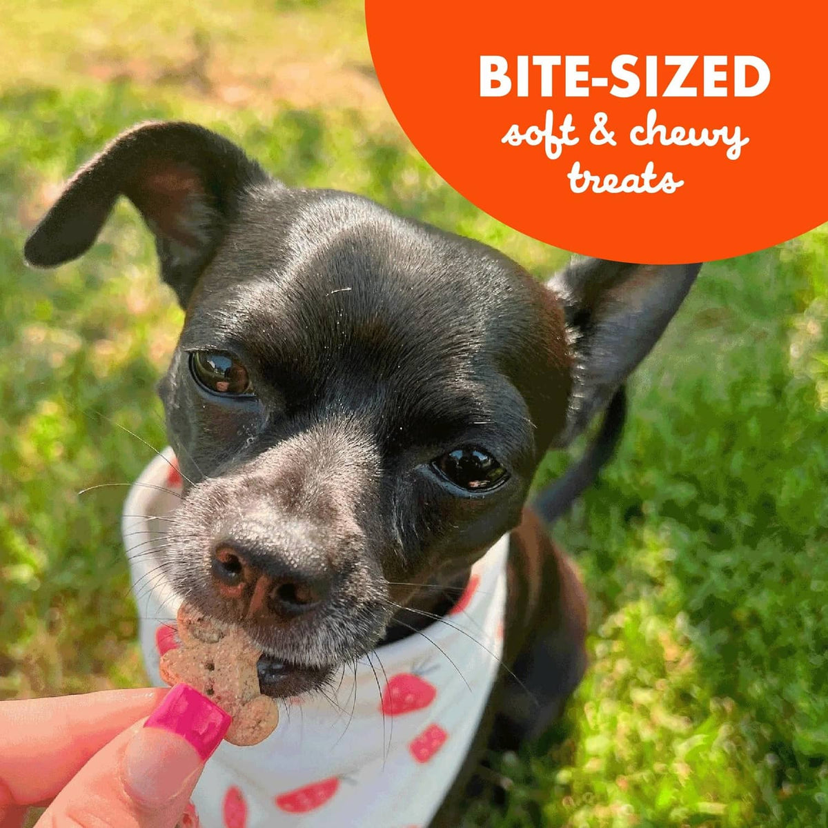Small black dog sniffing a bite-sized Buddy biscuit treat in a hand