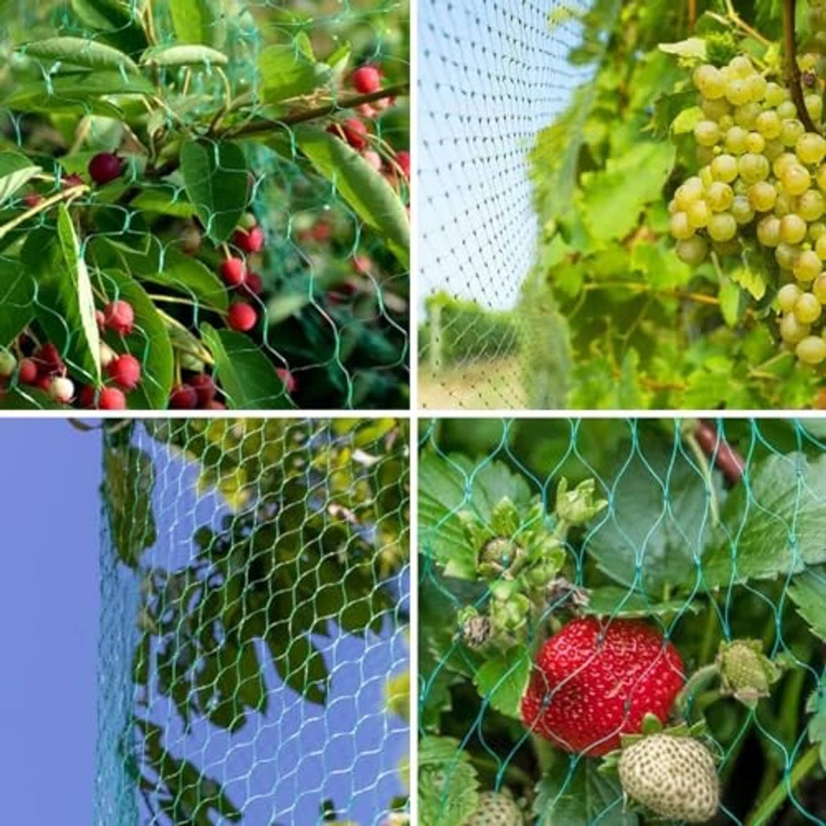 Green bird netting stretched over fruiting plants with visible mesh around berries
