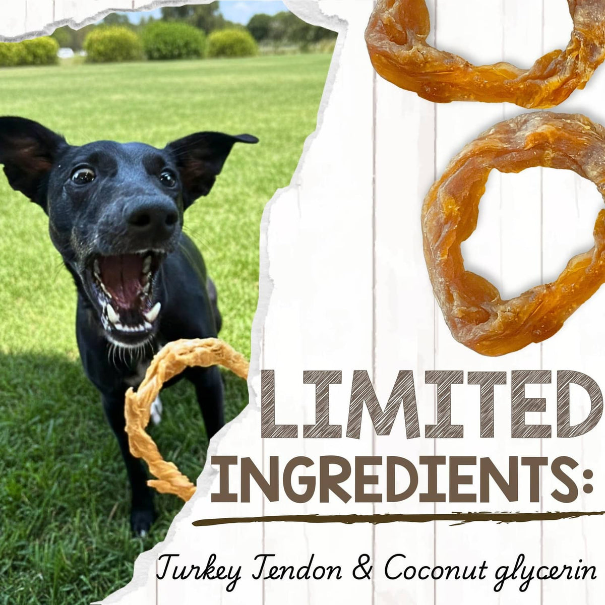 Black dog chewing a turkey tendon ring chew on grass