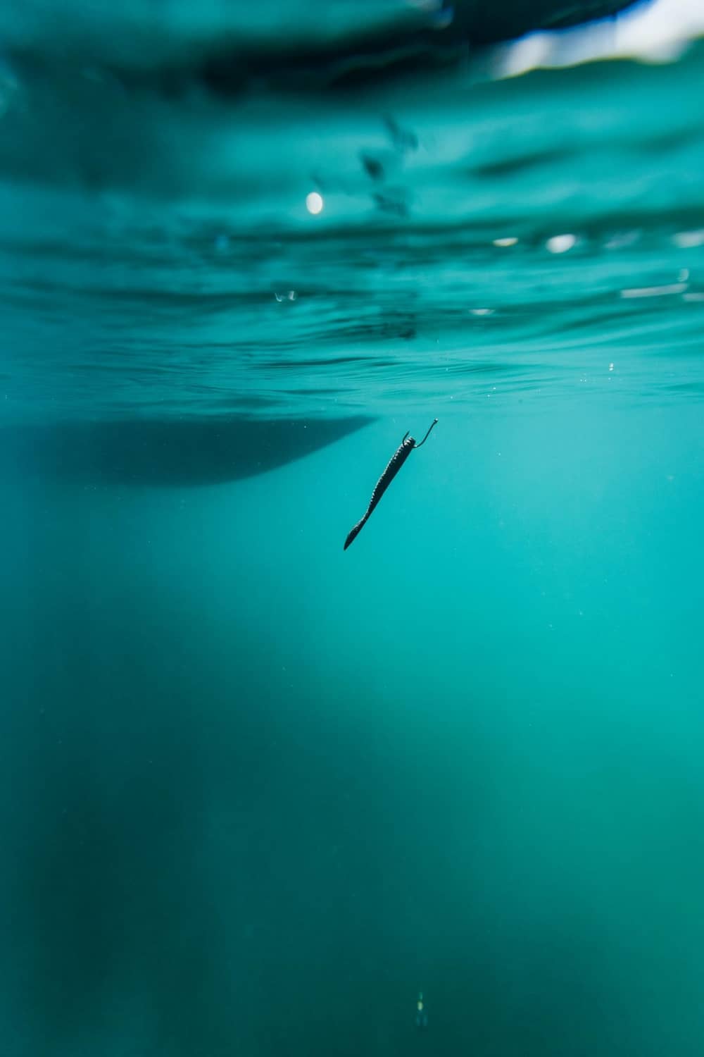 Underwater soft fishing lure on a line, small hook visible