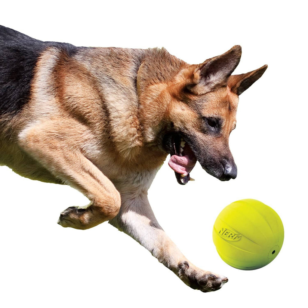 Neon green rubber dog ball with squeaker, carried in a dog’s mouth