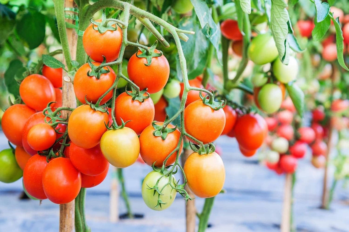 Tomato plants growing in raised beds with black weed barrier underneath.