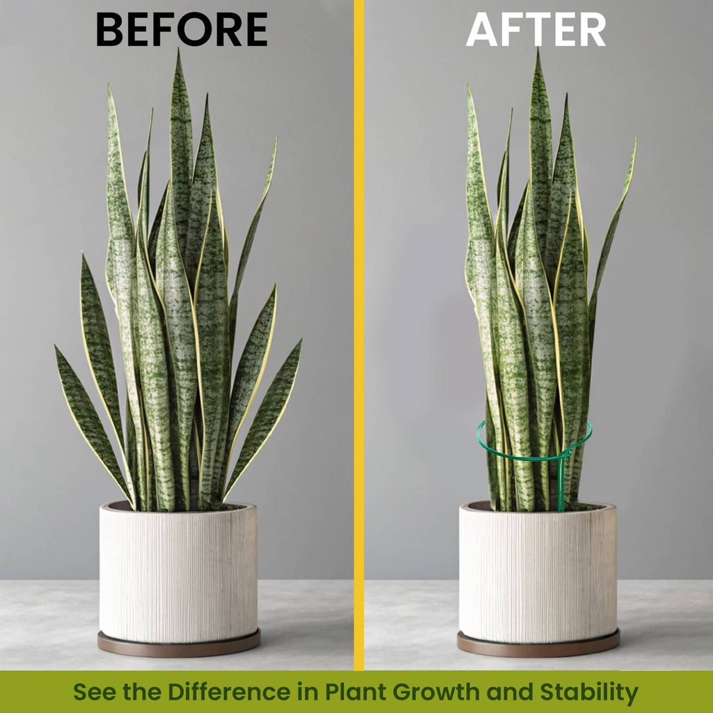 Green circle plant support stakes surrounding upright potted leaves