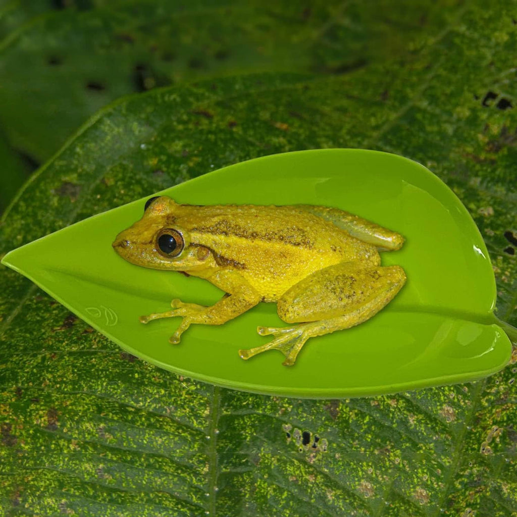 Green leaf basking platform with suction; frog sitting on leaf