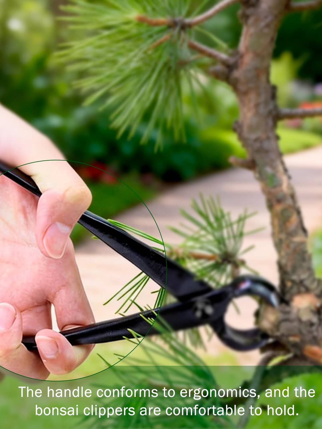 Bonsai concave cutter held in hand trimming a pine branch