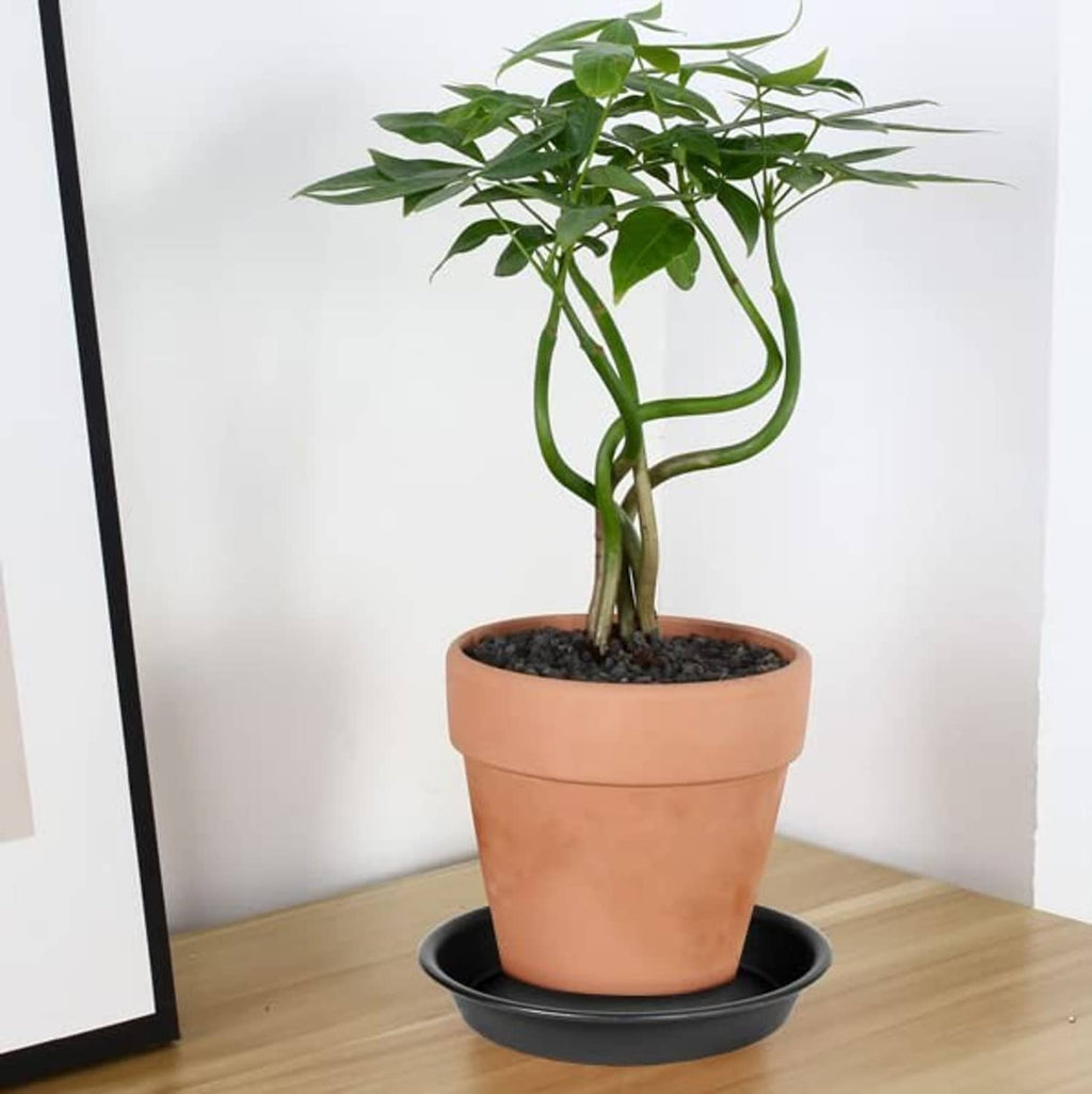 Black round plant saucer tray under an orange pot on a wooden floor.