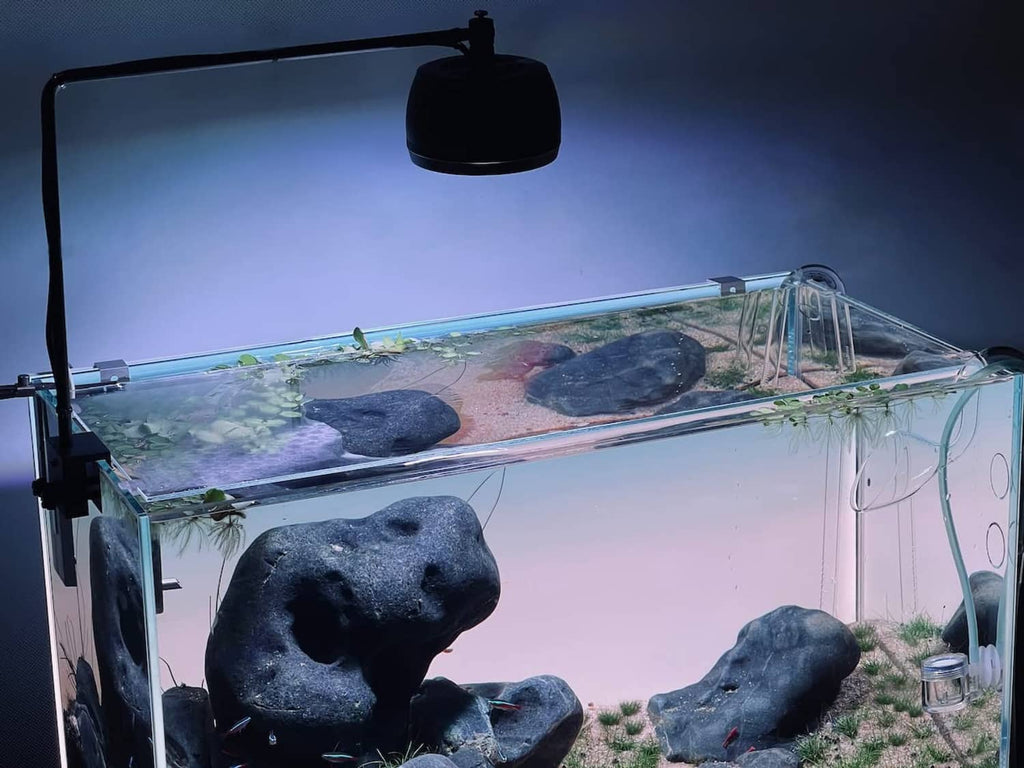 Clear acrylic lid edge strip with spacers fitted along an aquarium glass top