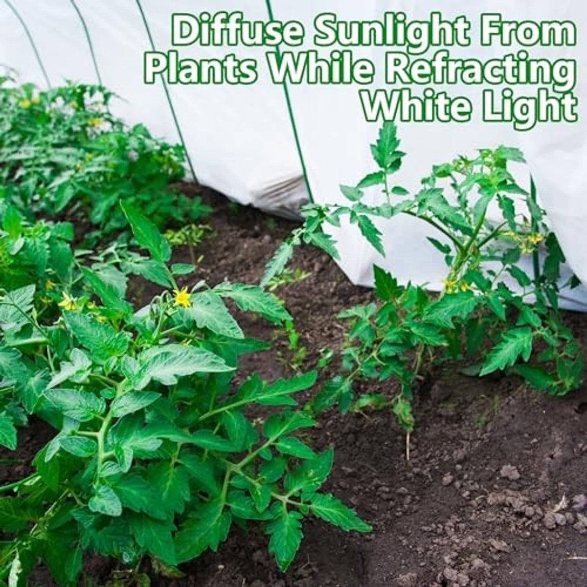 White plant cover sheet over leafy seedlings, forming a protective tunnel