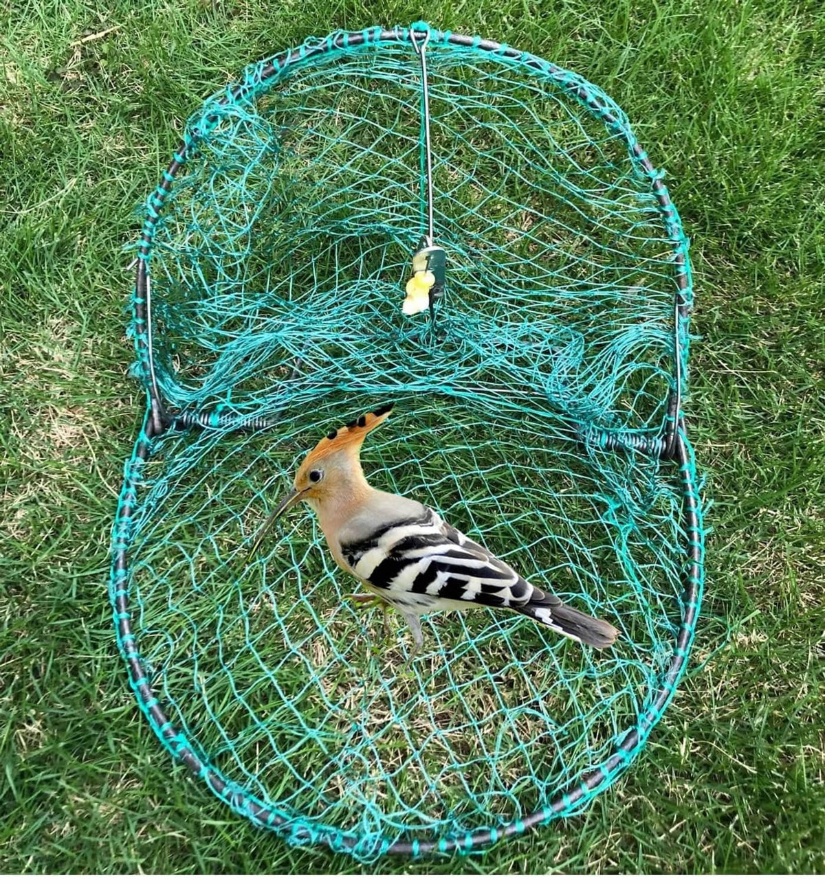 Round blue wire humane live bird trap with hanging bait and hoop frame, bird inside