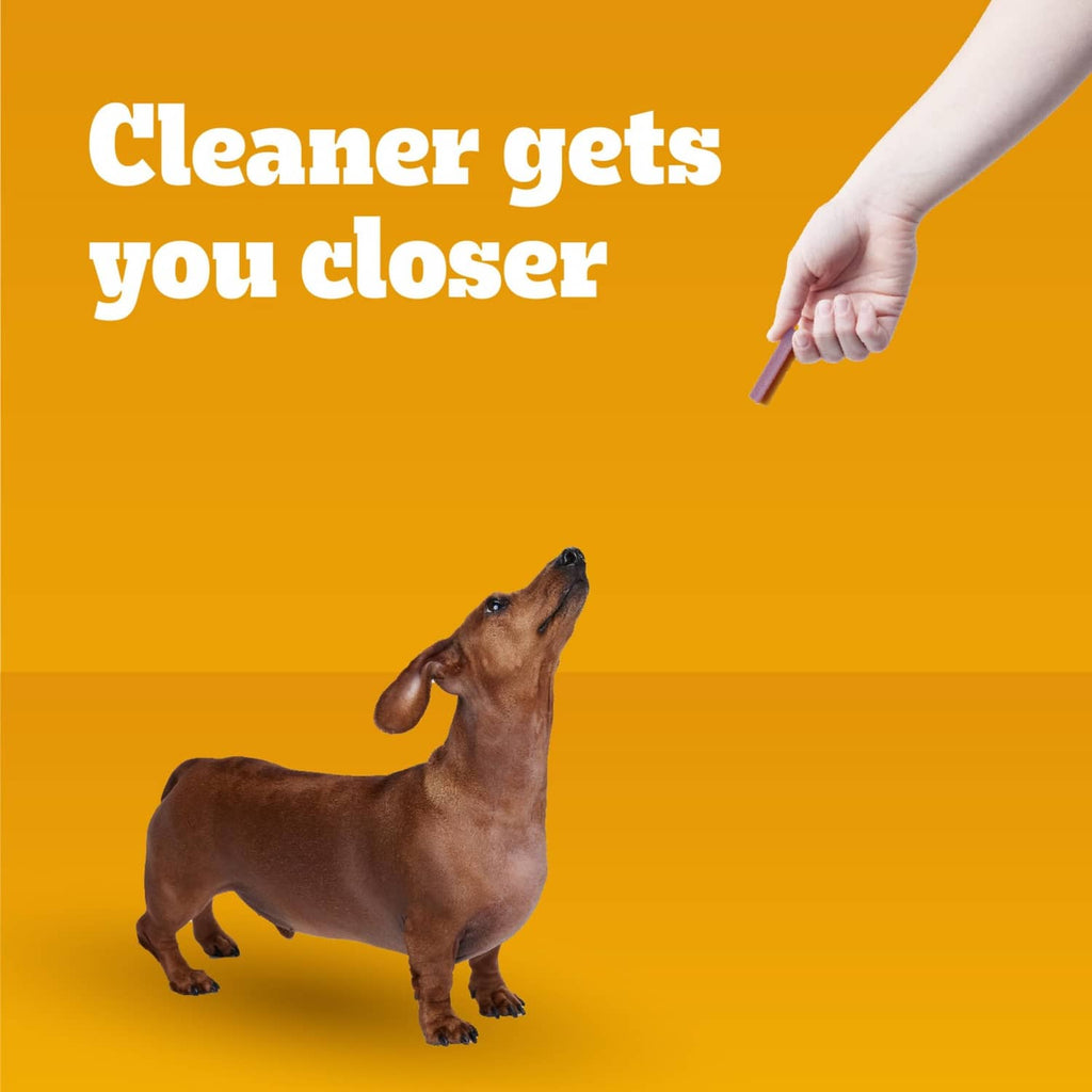 Small dachshund with dental treat offered by hand