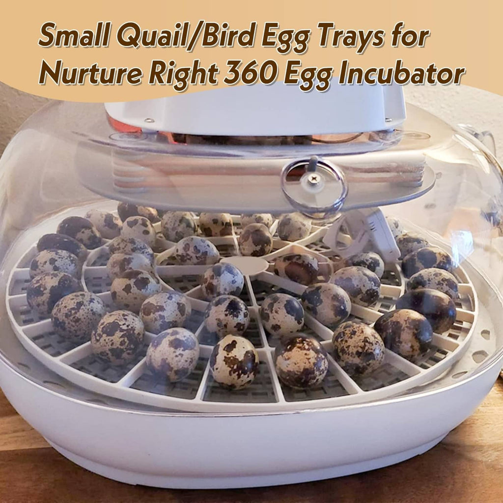 White 360 egg tray in incubator base with speckled quail eggs in compartments