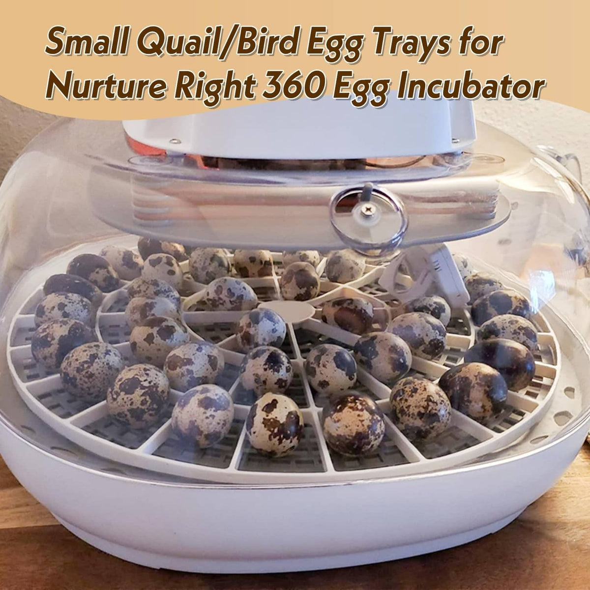 White 360 egg tray in incubator base with speckled quail eggs in compartments