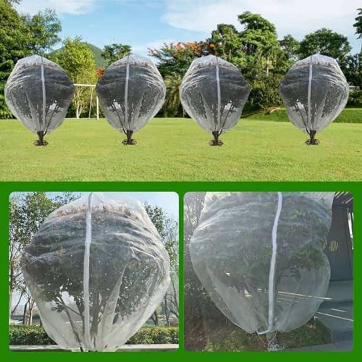Fruit tree netting bags, white mesh covers set over fruit trees in an orchard