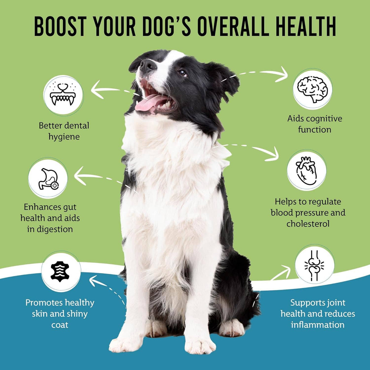 Black-and-white dog with dental health icons on a green infographic