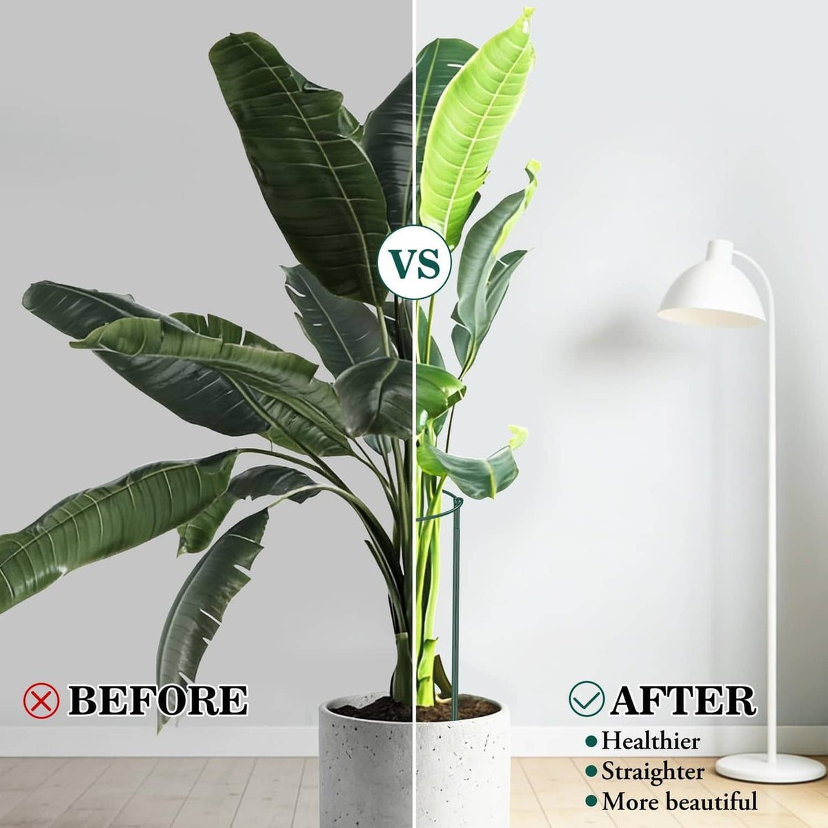 Green plant support cage holding broad-leaf plant in a pot