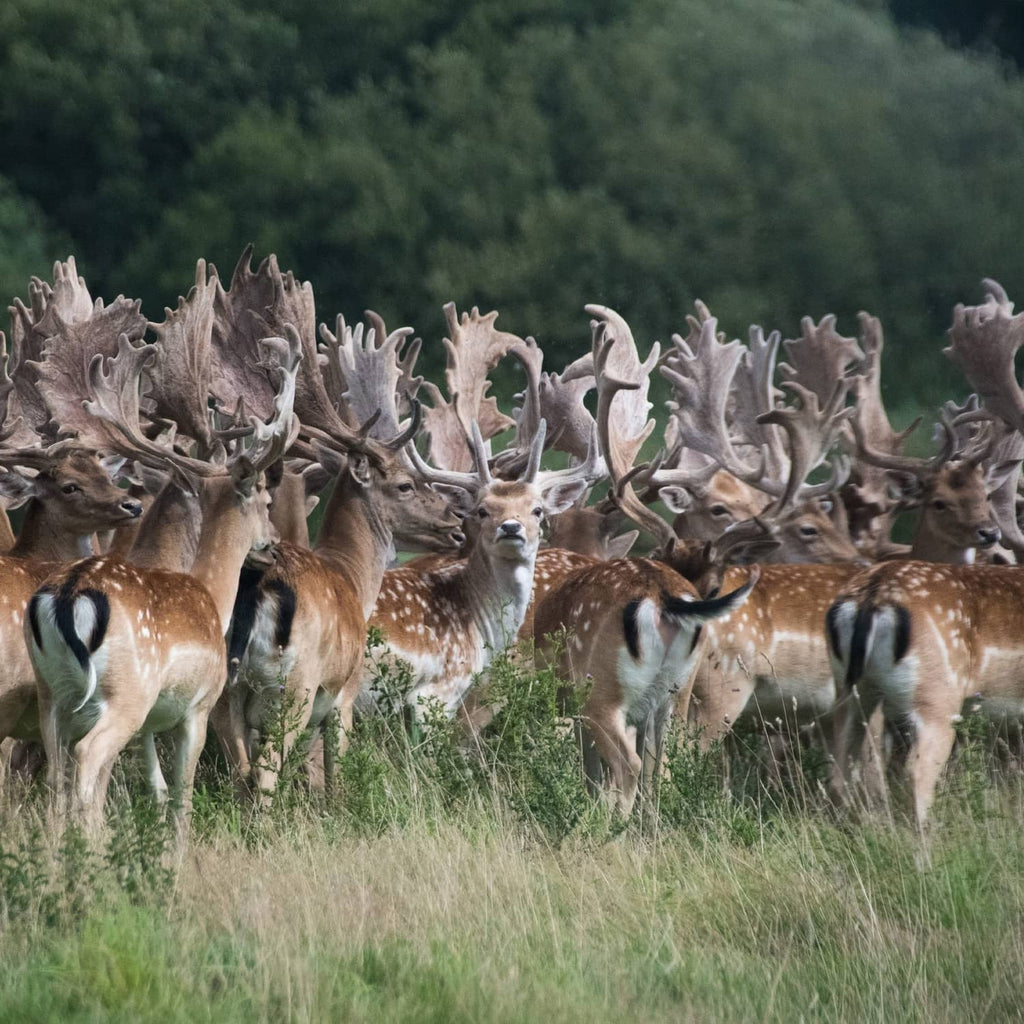 Group of grazing deer in a grassy field