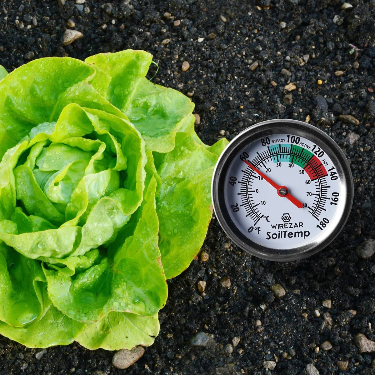 Soil thermometer dial on small probe beside green lettuce on gravel