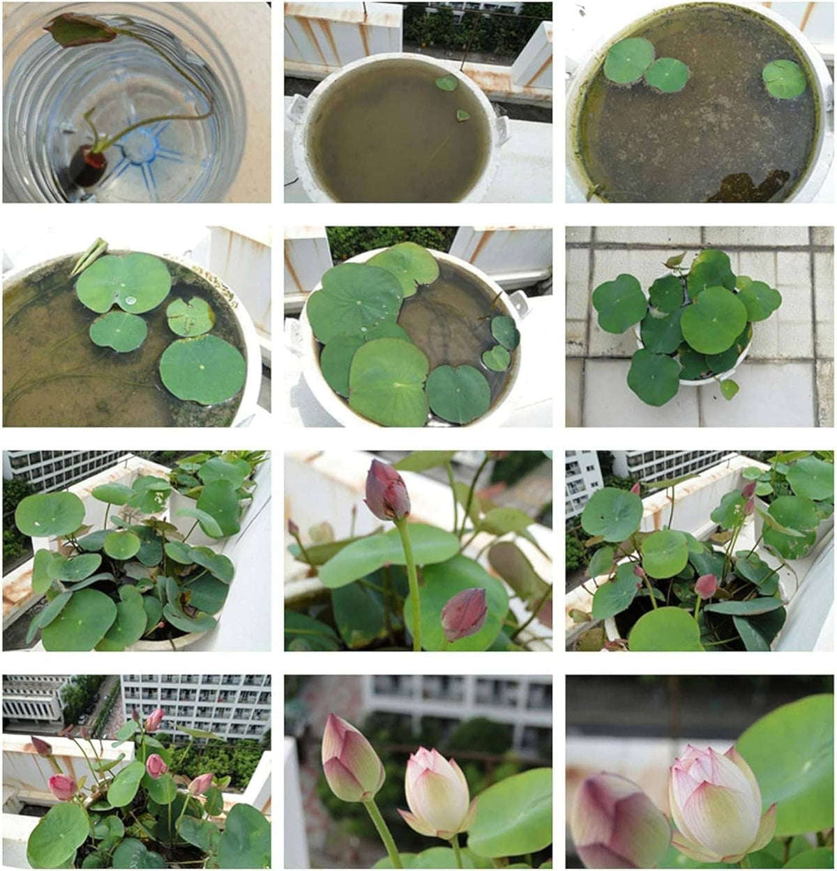 Lotus seed sprouting set shown in multiple water bowls with green leaves