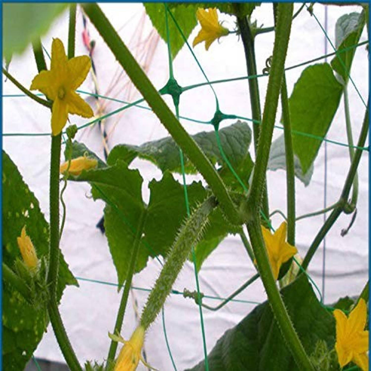 Green square mesh plant support netting wrapped around climbing plants
