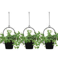Black hanging plant pots set with three round pots and metal hooks, holding green plants