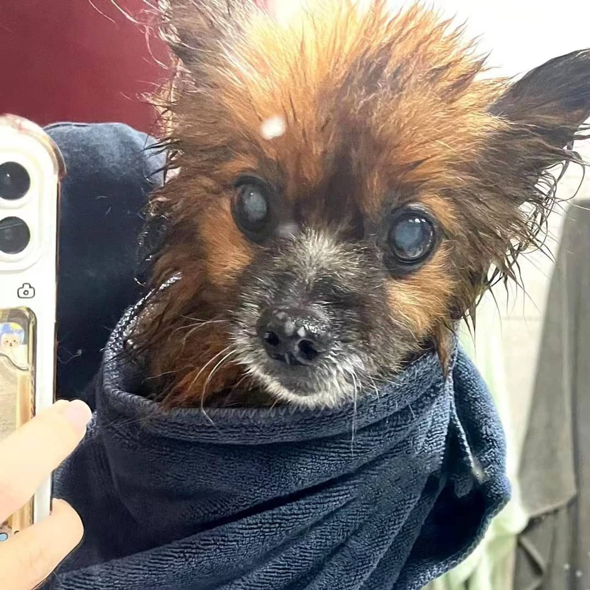 Small dog with navy microfiber pet towel wrap, close-up view