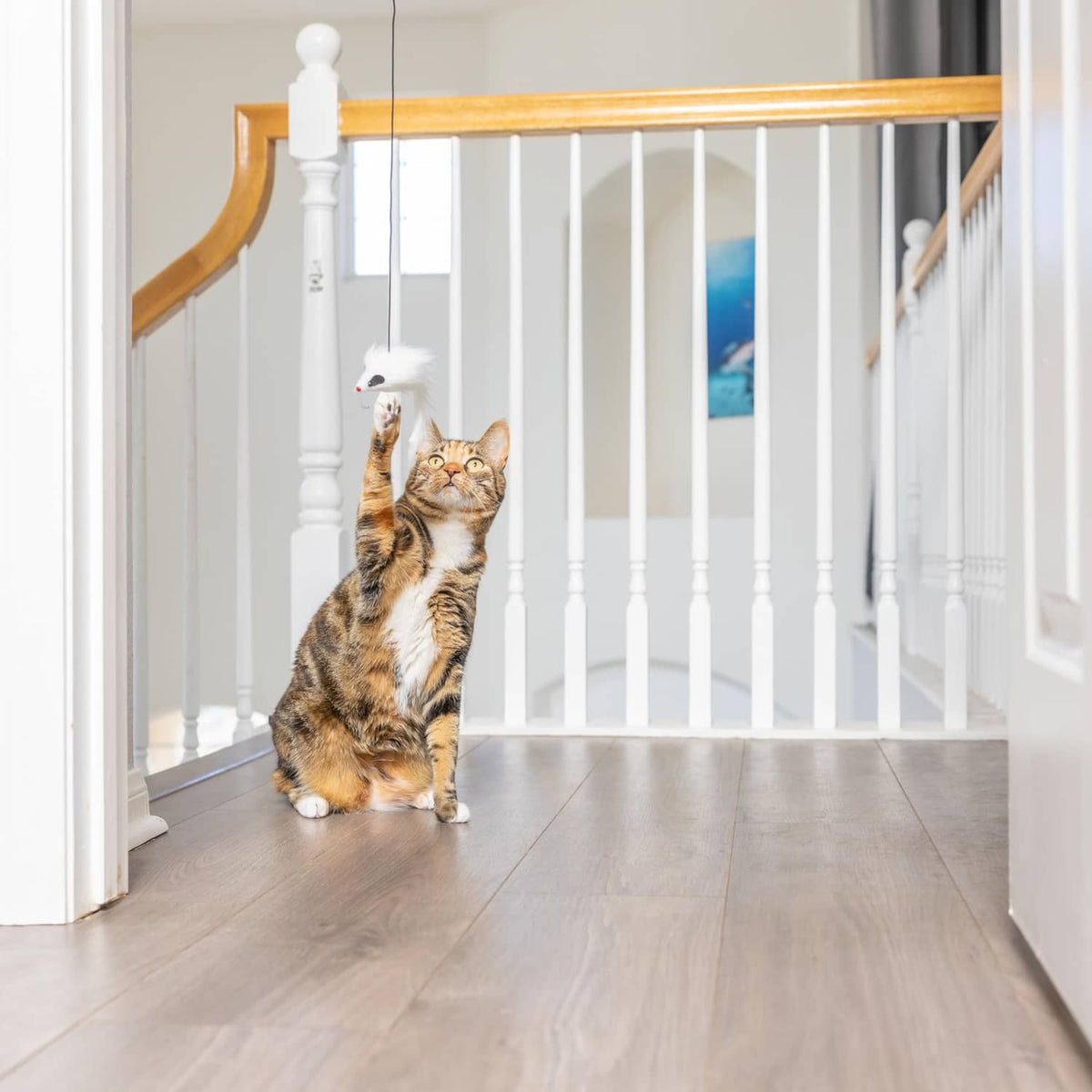 Hanging cat toy with orange plush mouse toy as a tabby cat looks up