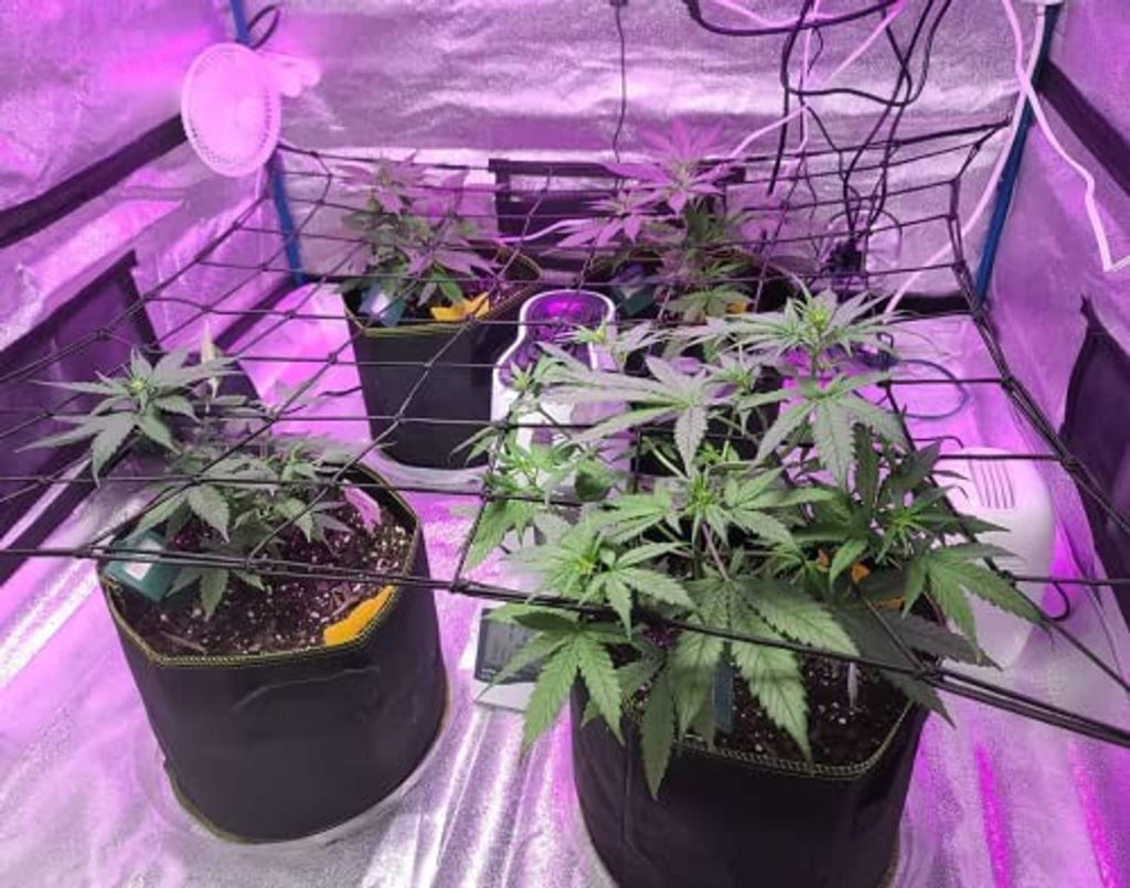 Black trellis net over small potted plants with square grid for training